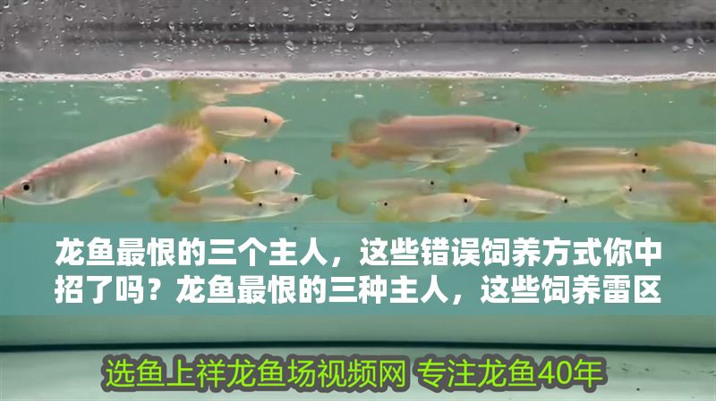龍魚最恨的三個(gè)主人，這些錯(cuò)誤飼養(yǎng)方式你中招了嗎？龍魚最恨的三種主人，這些飼養(yǎng)雷區(qū)你踩中了嗎？龍魚最厭惡的3類主人，這些飼養(yǎng)禁忌你犯了嗎？ 龍魚最恨的三個(gè)主人，這些錯(cuò)誤飼養(yǎng)方式你中招了嗎？龍魚最恨的三種主人，這些飼養(yǎng)雷區(qū)你踩中了嗎？龍魚最厭惡的3類主人，這些飼養(yǎng)禁忌你犯了嗎？ 龍魚百科 第1張