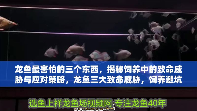 龍魚最害怕的三個東西，揭秘飼養中的致命威脅與應對策略，龍魚三大致命威脅，飼養避坑指南與應對策略，龍魚飼養必知，三大致命威脅與高效應對策略