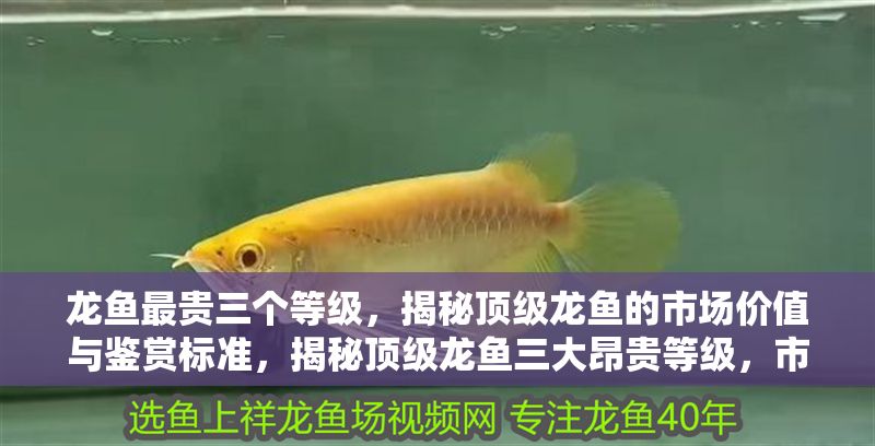 龍魚最貴三個等級，揭秘頂級龍魚的市場價值與鑒賞標準，揭秘頂級龍魚三大昂貴等級，市場價值與鑒賞標準全解析，揭秘頂級龍魚三大昂貴等級，市場價值與鑒賞標準全解析 龍魚最貴三個等級，揭秘頂級龍魚的市場價值與鑒賞標準，揭秘頂級龍魚三大昂貴等級，市場價值與鑒賞標準全解析，揭秘頂級龍魚三大昂貴等級，市場價值與鑒賞標準全解析 龍魚百科 第1張