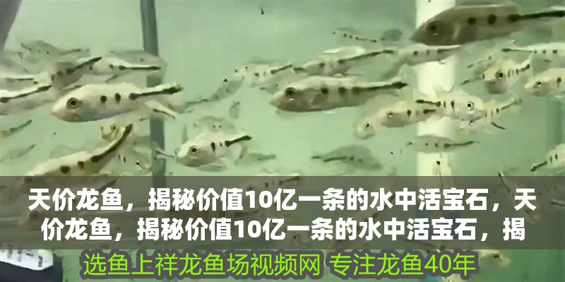 天價龍魚，揭秘價值10億一條的水中活寶石，天價龍魚，揭秘價值10億一條的水中活寶石，揭秘天價龍魚，價值10億一條的水中活寶石 天價龍魚，揭秘價值10億一條的水中活寶石，天價龍魚，揭秘價值10億一條的水中活寶石，揭秘天價龍魚，價值10億一條的水中活寶石 龍魚百科 第1張