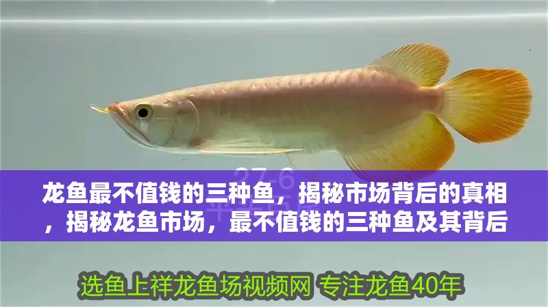 龍魚最不值錢的三種魚，揭秘市場背后的真相，揭秘龍魚市場，最不值錢的三種魚及其背后真相，揭秘龍魚市場，最不值錢的三種魚及其背后真相 龍魚最不值錢的三種魚，揭秘市場背后的真相，揭秘龍魚市場，最不值錢的三種魚及其背后真相，揭秘龍魚市場，最不值錢的三種魚及其背后真相 龍魚百科 第1張