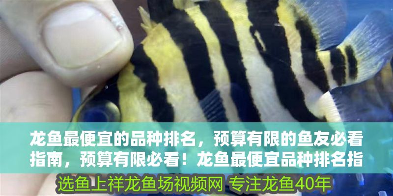 龍魚最便宜的品種排名，預(yù)算有限的魚友必看指南，預(yù)算有限必看！龍魚最便宜品種排名指南，預(yù)算有限必看！龍魚最便宜品種排名指南