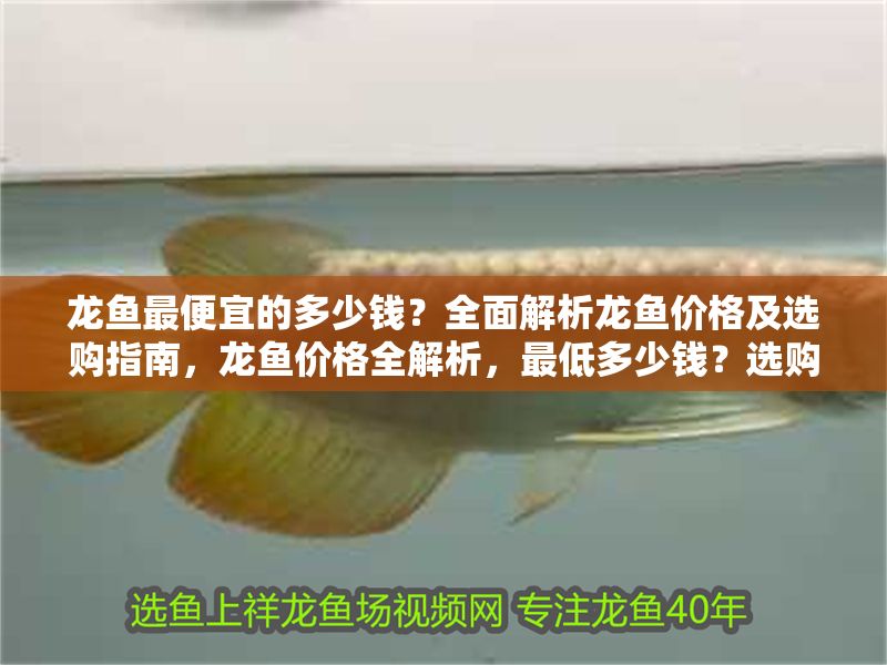 龍魚最便宜的多少錢？全面解析龍魚價格及選購指南，龍魚價格全解析，最低多少錢？選購指南一網打盡，龍魚價格全解析，最低多少錢？選購指南一網打盡