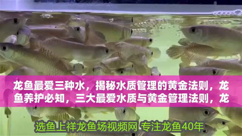 龍魚最愛三種水，揭秘水質管理的黃金法則，龍魚養護必知，三大最愛水質與黃金管理法則，龍魚養護必知，揭秘三大最愛水質與黃金管理法則 龍魚最愛三種水，揭秘水質管理的黃金法則，龍魚養護必知，三大最愛水質與黃金管理法則，龍魚養護必知，揭秘三大最愛水質與黃金管理法則 龍魚百科 第1張