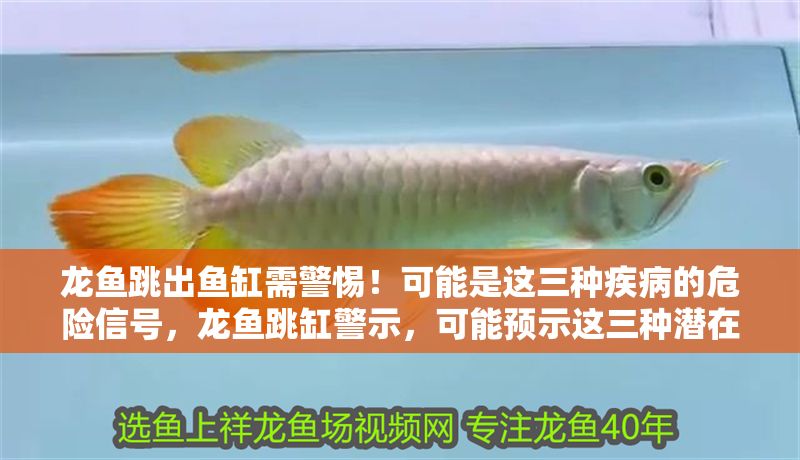 龍魚跳出魚缸需警惕！可能是這三種疾病的危險信號，龍魚跳缸警示，可能預示這三種潛在疾病！龍魚跳缸警示，可能預示這三種潛在疾病！