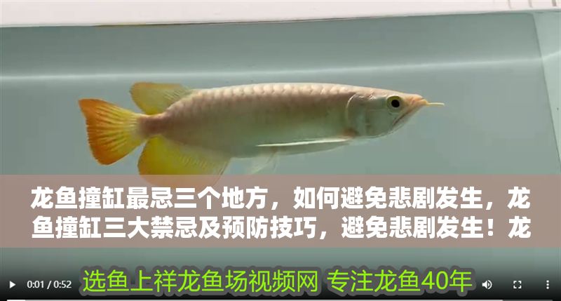 龍魚撞缸最忌三個(gè)地方，如何避免悲劇發(fā)生，龍魚撞缸三大禁忌及預(yù)防技巧，避免悲劇發(fā)生！龍魚撞缸三大禁忌及預(yù)防技巧，避免悲劇發(fā)生！