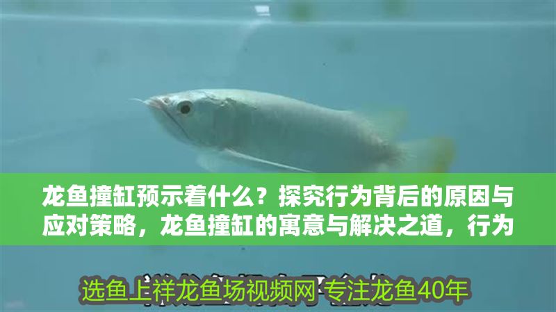 龍魚撞缸預(yù)示著什么？探究行為背后的原因與應(yīng)對策略，龍魚撞缸的寓意與解決之道，行為解析與應(yīng)對措施，龍魚撞缸的原因解析與應(yīng)對策略