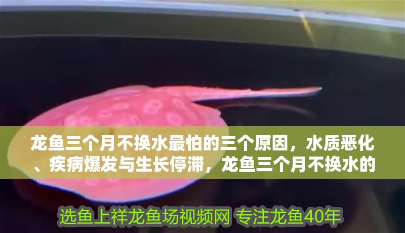 龍魚三個月不換水最怕的三個原因，水質惡化、疾病爆發與生長停滯，龍魚三個月不換水的三大隱患，水質惡化、疾病爆發與生長停滯，龍魚三個月不換水的三大隱患，水質惡化、疾病爆發與生長停滯