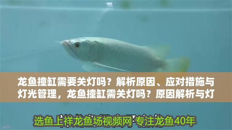 龍魚撞缸需要關燈嗎？解析原因、應對措施與燈光管理，龍魚撞缸需關燈嗎？原因解析與燈光管理技巧，龍魚撞缸需關燈嗎？原因解析與燈光管理技巧 龍魚撞缸需要關燈嗎？解析原因、應對措施與燈光管理，龍魚撞缸需關燈嗎？原因解析與燈光管理技巧，龍魚撞缸需關燈嗎？原因解析與燈光管理技巧 龍魚百科 第1張