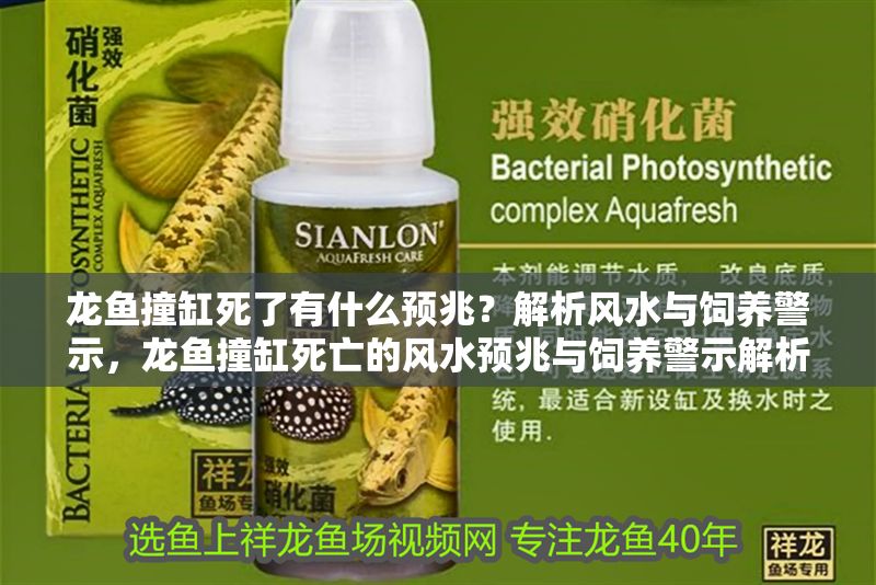 龍魚撞缸死了有什么預兆？解析風水與飼養警示，龍魚撞缸死亡的風水預兆與飼養警示解析，龍魚撞缸死亡的預兆解析，風水寓意與飼養警示 龍魚撞缸死了有什么預兆？解析風水與飼養警示，龍魚撞缸死亡的風水預兆與飼養警示解析，龍魚撞缸死亡的預兆解析，風水寓意與飼養警示 龍魚百科 第1張