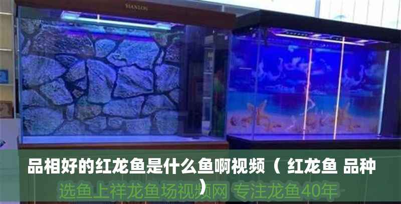 品相好的紅龍魚是什么魚啊視頻（ 紅龍魚 品種）