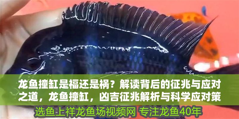 龍魚撞缸是福還是禍？解讀背后的征兆與應對之道，龍魚撞缸，兇吉征兆解析與科學應對策略，龍魚撞缸，兇吉征兆解析與科學應對策略