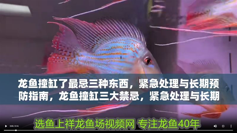 龍魚撞缸了最忌三種東西，緊急處理與長期預防指南，龍魚撞缸三大禁忌，緊急處理與長期預防全攻略，龍魚撞缸三大禁忌與緊急處理預防全指南