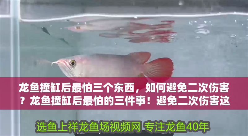 龍魚撞缸后最怕三個東西，如何避免二次傷害？龍魚撞缸后最怕的三件事！避免二次傷害這樣做，龍魚撞缸后最怕的三件事！如何避免二次傷害？