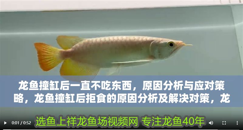 龍魚撞缸后一直不吃東西，原因分析與應對策略，龍魚撞缸后拒食的原因分析及解決對策，龍魚撞缸拒食的成因與解決措施全解析 龍魚撞缸后一直不吃東西，原因分析與應對策略，龍魚撞缸后拒食的原因分析及解決對策，龍魚撞缸拒食的成因與解決措施全解析 龍魚百科 第1張