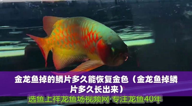 金龍魚掉的鱗片多久能恢復金色（金龍魚掉鱗片多久長出來）
