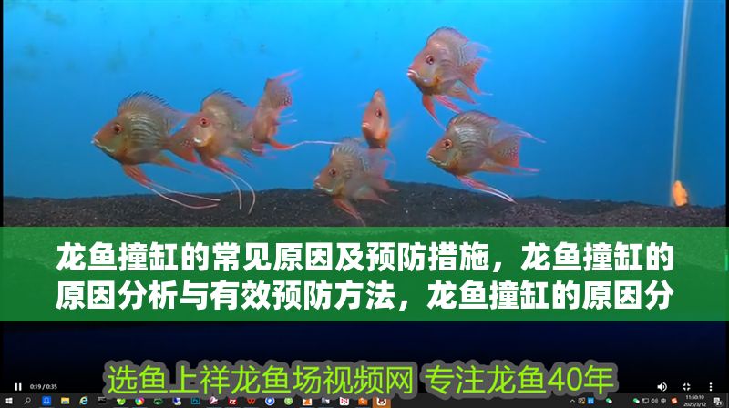 龍魚撞缸的常見原因及預防措施，龍魚撞缸的原因分析與有效預防方法，龍魚撞缸的原因分析及預防措施全解析