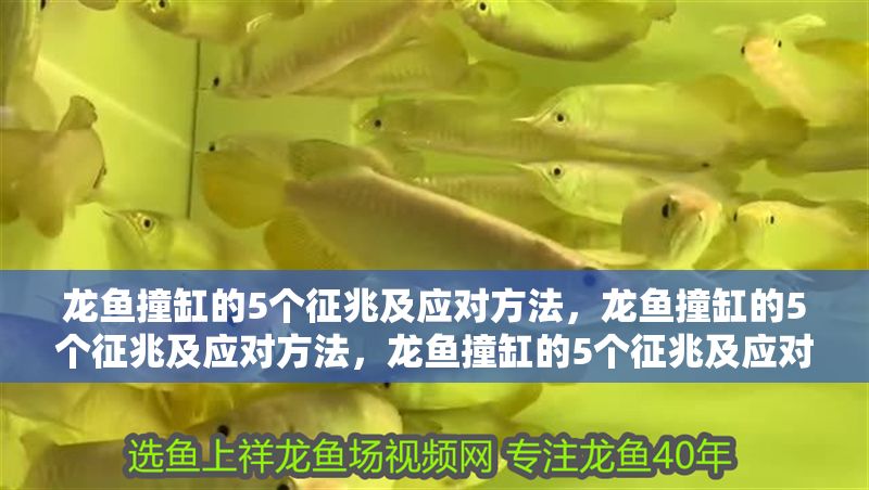 龍魚撞缸的5個征兆及應對方法，龍魚撞缸的5個征兆及應對方法，龍魚撞缸的5個征兆及應對方法 龍魚撞缸的5個征兆及應對方法，龍魚撞缸的5個征兆及應對方法，龍魚撞缸的5個征兆及應對方法 龍魚百科 第1張