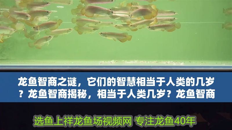 龍魚智商之謎，它們的智慧相當于人類的幾歲？龍魚智商揭秘，相當于人類幾歲？龍魚智商揭秘，相當于人類幾歲？