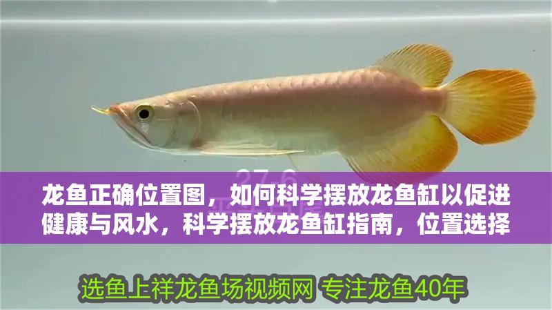 龍魚正確位置圖，如何科學擺放龍魚缸以促進健康與風水，科學擺放龍魚缸指南，位置選擇與風水健康全解析，科學擺放龍魚缸指南，位置選擇與風水健康全解析