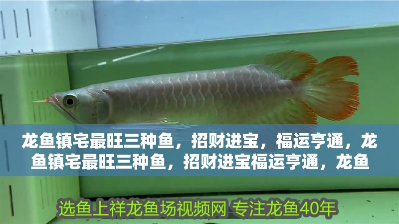 龍魚鎮宅最旺三種魚，招財進寶，福運亨通，龍魚鎮宅最旺三種魚，招財進寶福運亨通，龍魚鎮宅最旺三種魚，招財進寶福運亨通