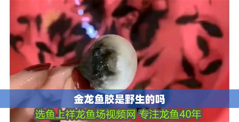 金龍魚膠是野生的嗎