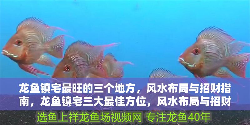 龍魚鎮宅最旺的三個地方,風水布局與招財指南,龍魚鎮宅三大最佳方位,風水布局與招財全攻略,龍魚鎮宅三大最佳方位與招財風水全攻略 龍魚百科 第1張 龍魚鎮宅最旺的三個地方,風水布局與招財指南,龍魚鎮宅三大最佳方位,風水布局與招財全攻略,龍魚鎮宅三大最佳方位與招財風水全攻略 龍魚鎮宅最旺的三個地方,風水布局與招財指南,龍魚鎮宅三大最佳方位,風水布局與招財全攻略,龍魚鎮宅三大最佳方位與招財風水全攻略 龍魚百科 第1張