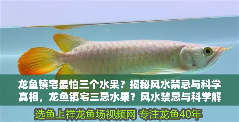 龍魚鎮宅最怕三個水果？揭秘風水禁忌與科學真相，龍魚鎮宅三忌水果？風水禁忌與科學解析，龍魚鎮宅三忌水果，風水禁忌與科學真相全解析 龍魚鎮宅最怕三個水果？揭秘風水禁忌與科學真相，龍魚鎮宅三忌水果？風水禁忌與科學解析，龍魚鎮宅三忌水果，風水禁忌與科學真相全解析 龍魚百科 第1張