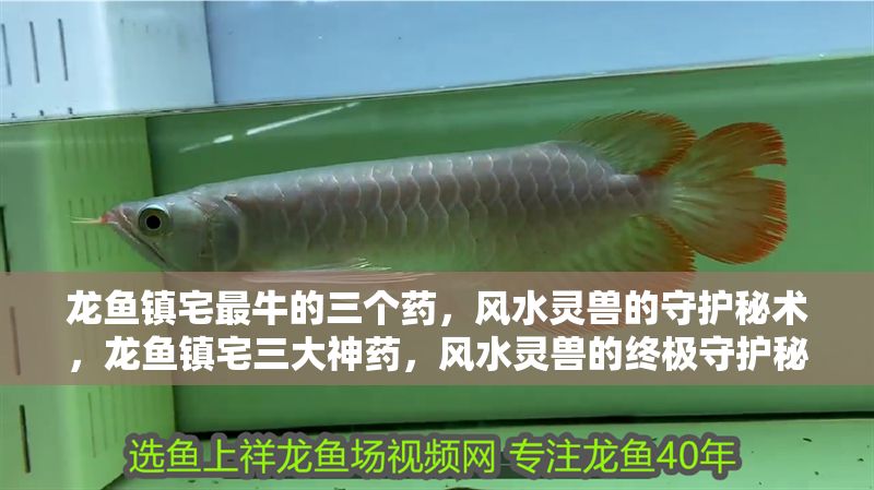 龍魚鎮(zhèn)宅最牛的三個(gè)藥,風(fēng)水靈獸的守護(hù)秘術(shù),龍魚鎮(zhèn)宅三大神藥,風(fēng)水靈獸的終極守護(hù)秘術(shù),龍魚鎮(zhèn)宅三大神藥,風(fēng)水靈獸的終極守護(hù)秘術(shù) 龍魚百科 第1張 龍魚鎮(zhèn)宅最牛的三個(gè)藥,風(fēng)水靈獸的守護(hù)秘術(shù),龍魚鎮(zhèn)宅三大神藥,風(fēng)水靈獸的終極守護(hù)秘術(shù),龍魚鎮(zhèn)宅三大神藥,風(fēng)水靈獸的終極守護(hù)秘術(shù) 龍魚鎮(zhèn)宅最牛的三個(gè)藥,風(fēng)水靈獸的守護(hù)秘術(shù),龍魚鎮(zhèn)宅三大神藥,風(fēng)水靈獸的終極守護(hù)秘術(shù),龍魚鎮(zhèn)宅三大神藥,風(fēng)水靈獸的終極守護(hù)秘術(shù) 龍魚百科 第1張