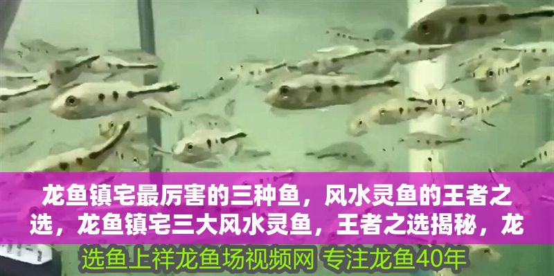 龍魚鎮宅最厲害的三種魚，風水靈魚的王者之選，龍魚鎮宅三大風水靈魚，王者之選揭秘，龍魚鎮宅三大風水靈魚，王者之選揭秘