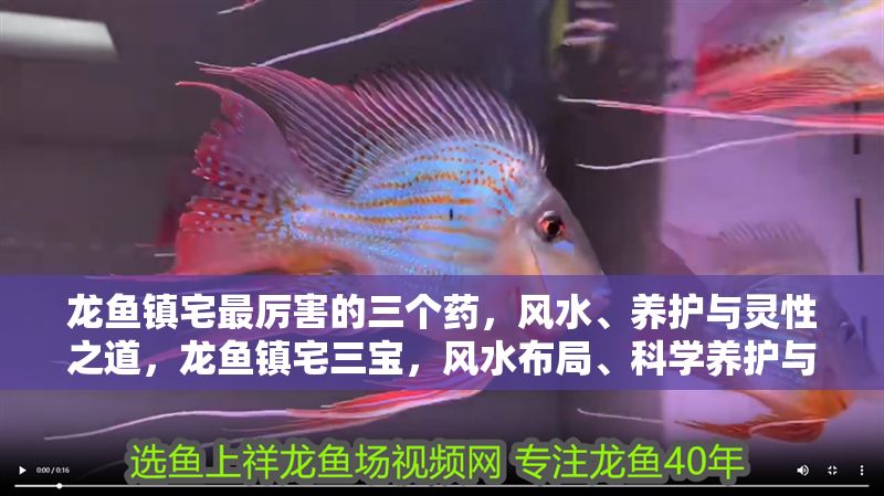 龍魚鎮宅最厲害的三個藥，風水、養護與靈性之道，龍魚鎮宅三寶，風水布局、科學養護與靈性提升之道，龍魚鎮宅三寶，風水布局、科學養護與靈性提升之道