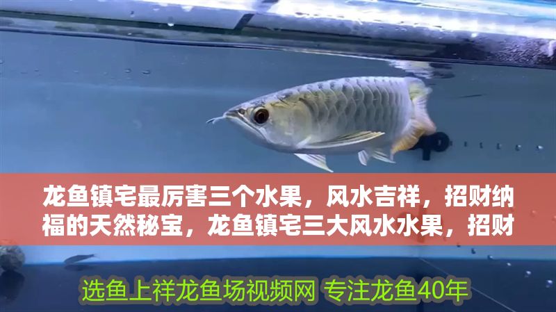 龍魚鎮宅最厲害三個水果，風水吉祥，招財納福的天然秘寶，龍魚鎮宅三大風水水果，招財納福的天然吉祥秘寶，龍魚鎮宅三大風水水果，招財納福的天然吉祥秘寶