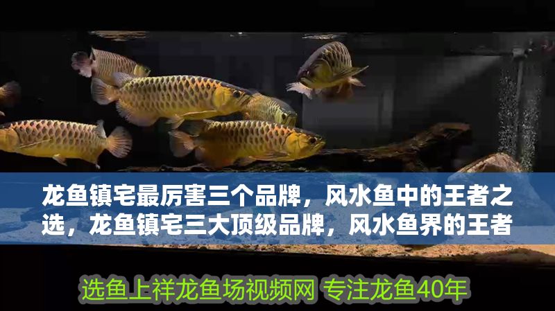 龍魚鎮(zhèn)宅最厲害三個品牌，風(fēng)水魚中的王者之選，龍魚鎮(zhèn)宅三大頂級品牌，風(fēng)水魚界的王者之選，龍魚鎮(zhèn)宅三大頂級品牌，風(fēng)水魚界的王者之選