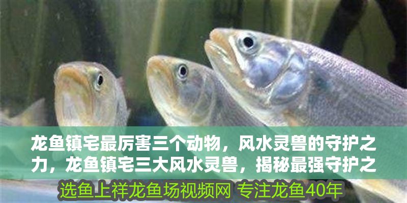 龍魚鎮宅最厲害三個動物，風水靈獸的守護之力，龍魚鎮宅三大風水靈獸，揭秘最強守護之力，龍魚鎮宅三大風水靈獸，揭秘最強守護之力