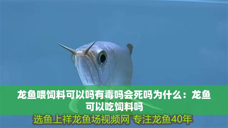 龍魚喂飼料可以嗎有毒嗎會死嗎為什么：龍魚可以吃飼料嗎