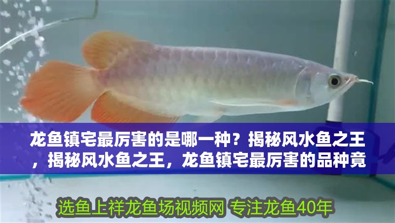 龍魚鎮宅最厲害的是哪一種？揭秘風水魚之王，揭秘風水魚之王，龍魚鎮宅最厲害的品種竟是它！揭秘風水魚之王，龍魚鎮宅最厲害的品種竟是它！