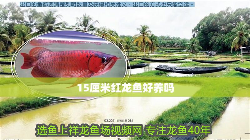 15厘米紅龍魚好養(yǎng)嗎 15厘米紅龍魚好養(yǎng)嗎 龍魚百科 第1張