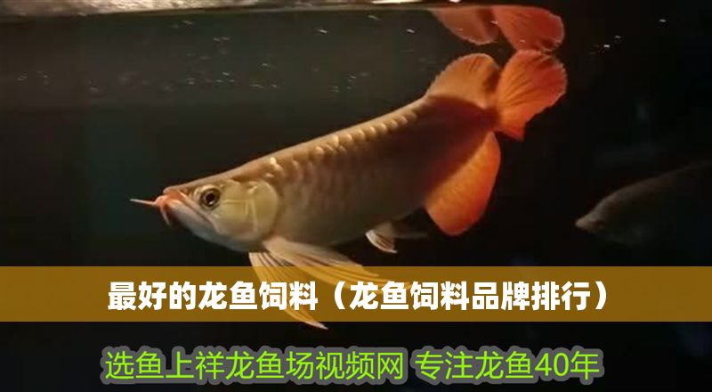 最好的龍魚飼料（龍魚飼料品牌排行）
