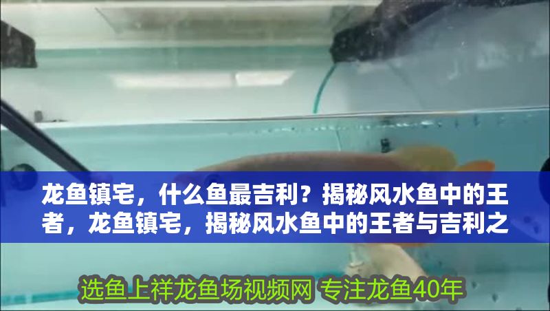 龍魚鎮宅，什么魚最吉利？揭秘風水魚中的王者，龍魚鎮宅，揭秘風水魚中的王者與吉利之選，龍魚鎮宅，揭秘風水魚中的王者與吉利之選 龍魚鎮宅，什么魚最吉利？揭秘風水魚中的王者，龍魚鎮宅，揭秘風水魚中的王者與吉利之選，龍魚鎮宅，揭秘風水魚中的王者與吉利之選 龍魚百科 第1張