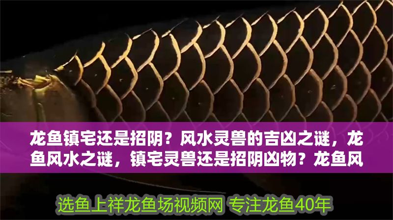 龍魚鎮(zhèn)宅還是招陰？風水靈獸的吉兇之謎，龍魚風水之謎，鎮(zhèn)宅靈獸還是招陰兇物？龍魚風水之謎，鎮(zhèn)宅靈獸還是招陰兇物？