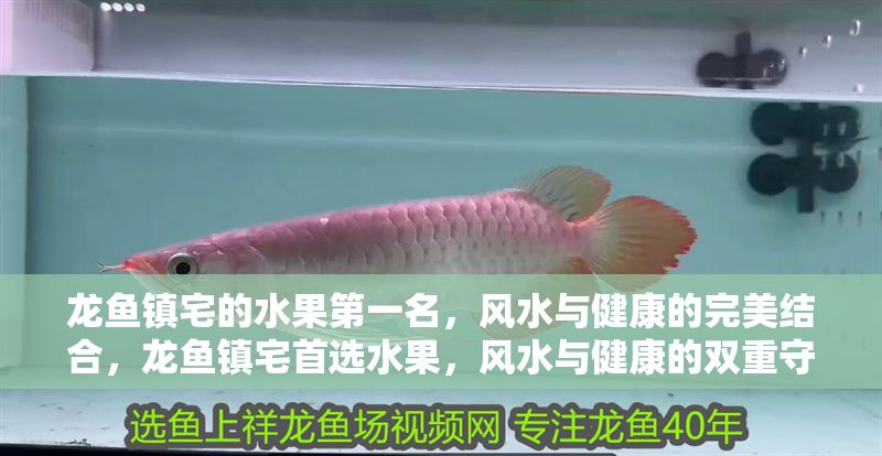 龍魚鎮宅的水果第一名，風水與健康的完美結合，龍魚鎮宅首選水果，風水與健康的雙重守護，龍魚鎮宅首選水果，風水與健康的雙重守護