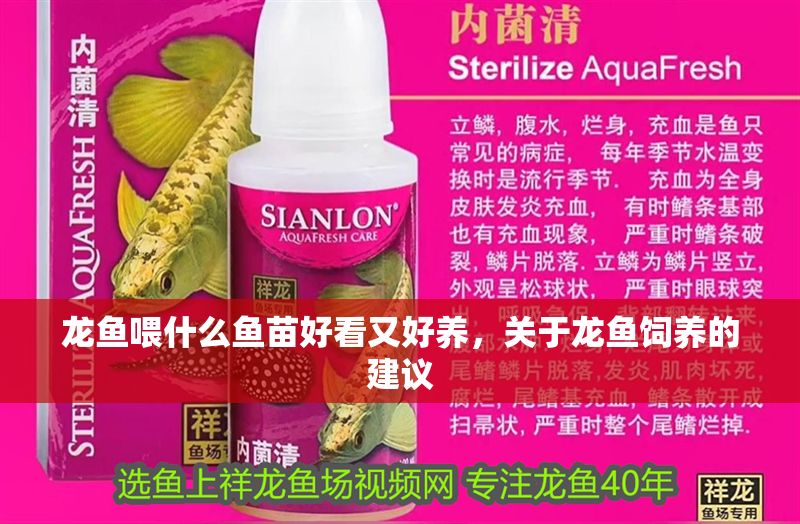 龍魚喂什么魚苗好看又好養，關于龍魚飼養的建議