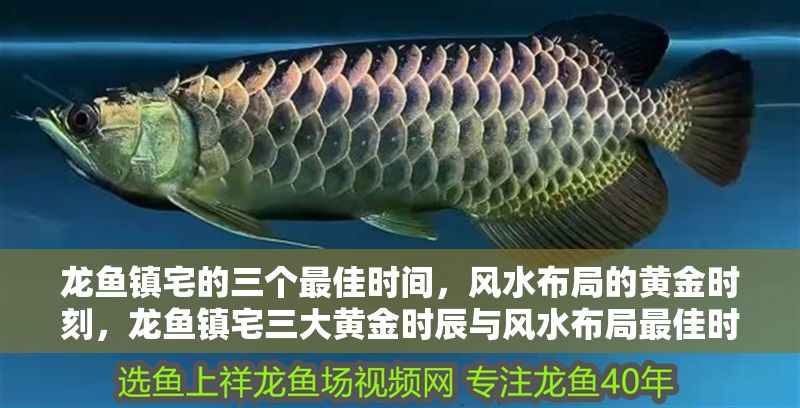 龍魚鎮(zhèn)宅的三個最佳時間，風水布局的黃金時刻，龍魚鎮(zhèn)宅三大黃金時辰與風水布局最佳時機，龍魚鎮(zhèn)宅的三大黃金時辰與風水布局最佳時機 龍魚鎮(zhèn)宅的三個最佳時間，風水布局的黃金時刻，龍魚鎮(zhèn)宅三大黃金時辰與風水布局最佳時機，龍魚鎮(zhèn)宅的三大黃金時辰與風水布局最佳時機 龍魚百科 第1張