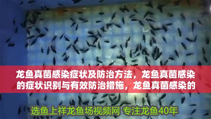 龍魚真菌感染癥狀及防治方法，龍魚真菌感染的癥狀識別與有效防治措施，龍魚真菌感染的癥狀識別與防治方法全解析