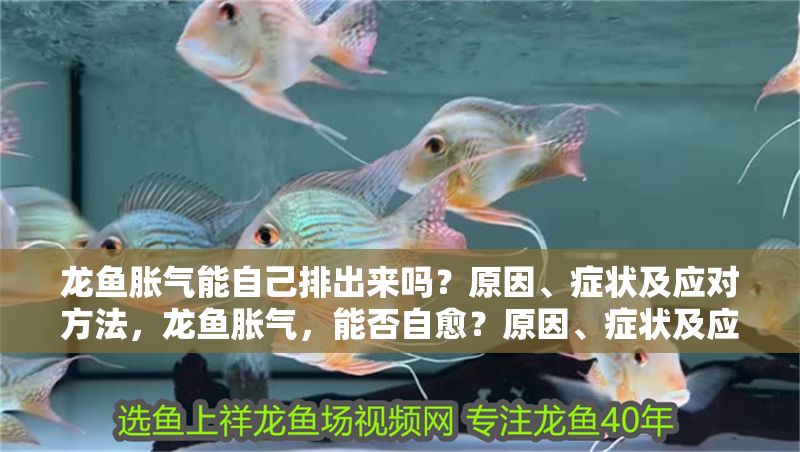 龍魚脹氣能自己排出來嗎？原因、癥狀及應對方法，龍魚脹氣，能否自愈？原因、癥狀及應對方法全解析，龍魚脹氣能否自愈？全面解析原因、癥狀及應對方法