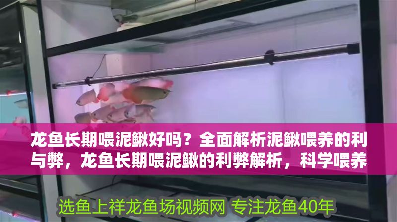 龍魚長期喂泥鰍好嗎？全面解析泥鰍喂養(yǎng)的利與弊，龍魚長期喂泥鰍的利弊解析，科學(xué)喂養(yǎng)指南，龍魚長期喂泥鰍的利弊解析與科學(xué)喂養(yǎng)指南