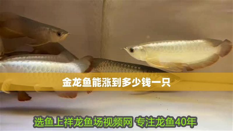 金龍魚能漲到多少錢一只 金龍魚能漲到多少錢一只 龍魚百科 第2張