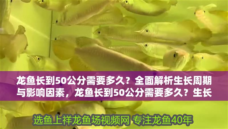 龍魚長到50公分需要多久？全面解析生長周期與影響因素，龍魚長到50公分需要多久？生長周期與關鍵因素全解析，龍魚長到50公分的生長周期與關鍵因素全解析 龍魚長到50公分需要多久？全面解析生長周期與影響因素，龍魚長到50公分需要多久？生長周期與關鍵因素全解析，龍魚長到50公分的生長周期與關鍵因素全解析 龍魚百科 第1張