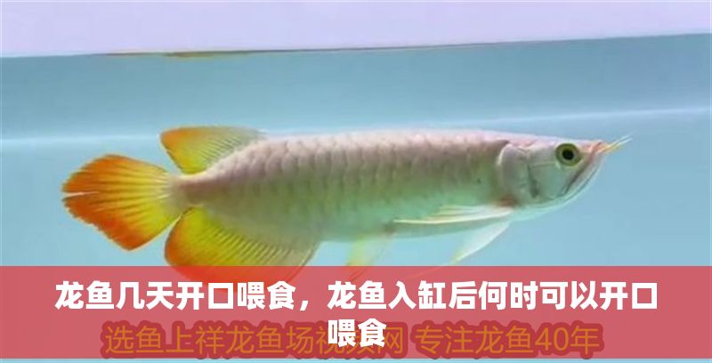 龍魚幾天開口喂食，龍魚入缸后何時可以開口喂食