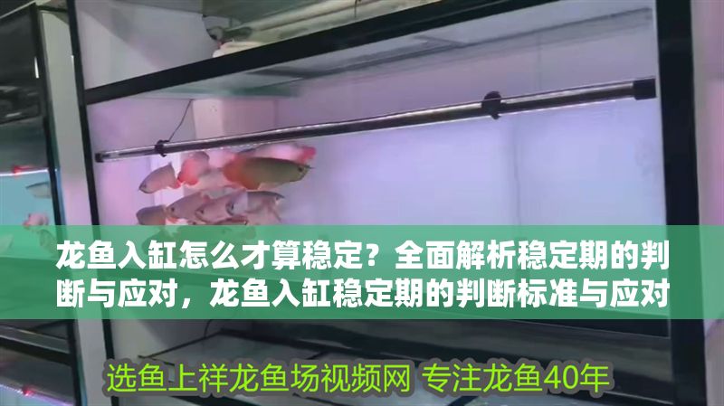 龍魚入缸怎么才算穩(wěn)定？全面解析穩(wěn)定期的判斷與應(yīng)對，龍魚入缸穩(wěn)定期的判斷標(biāo)準(zhǔn)與應(yīng)對措施全解析，龍魚入缸穩(wěn)定期的判斷標(biāo)準(zhǔn)與應(yīng)對措施全解析